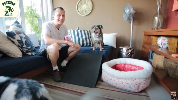 Cuidados com cães idosos
