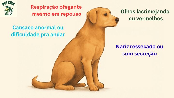 Sintomas de doença em cães: saiba identificar os sinais cedo 1 Diagrama mostrando um cachorro com pequenas descrições de possíveis sintomas