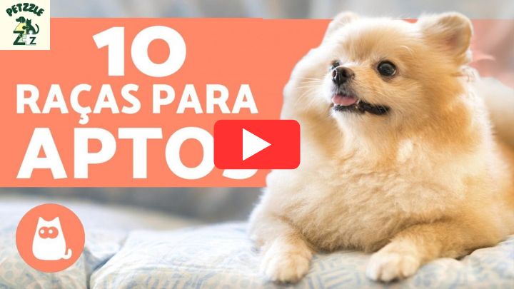 10 CACHORROS PARA APARTAMENTO: raças + características