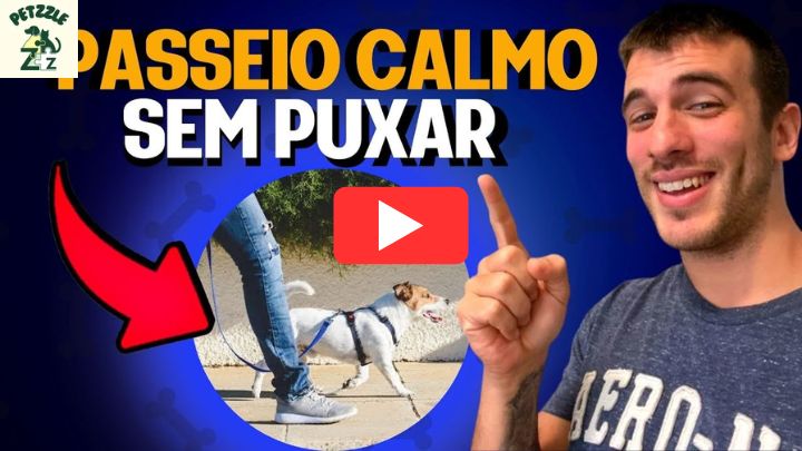 3 Dicas Rápidas Para Melhorar O Passeio Com Seu Cachorro