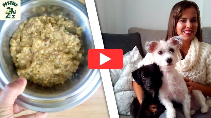 Comida vegana para cachorro idoso