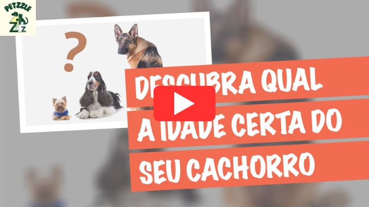 Youtube - Como Saber a Idade de um Cachorro?