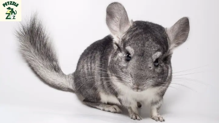 Chinchila