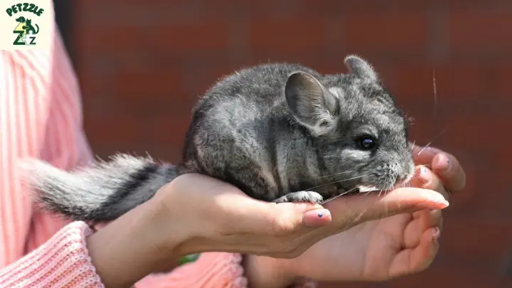 Chinchila é rato ou coelho