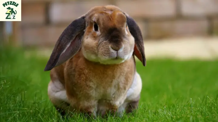 Coelho como pet: Exclusivo guia para cuidados essenciais 1 Coelho como pet 2