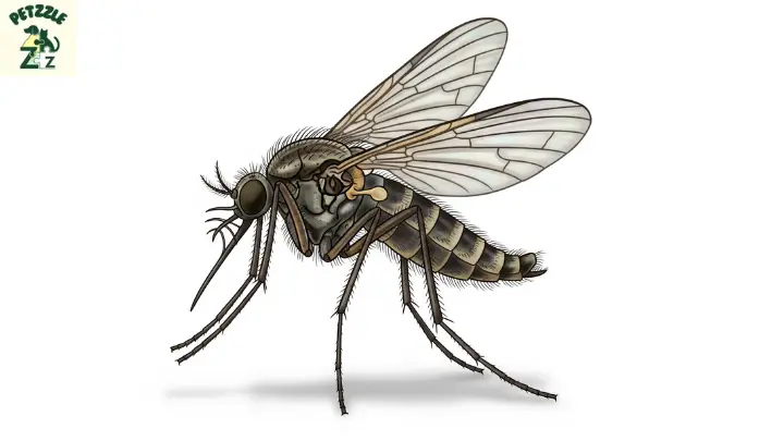 Leishmaniose