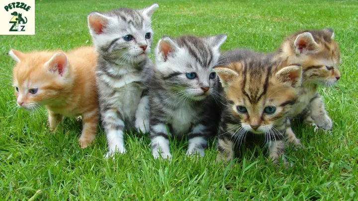 Nomes engraçados de gatos 1