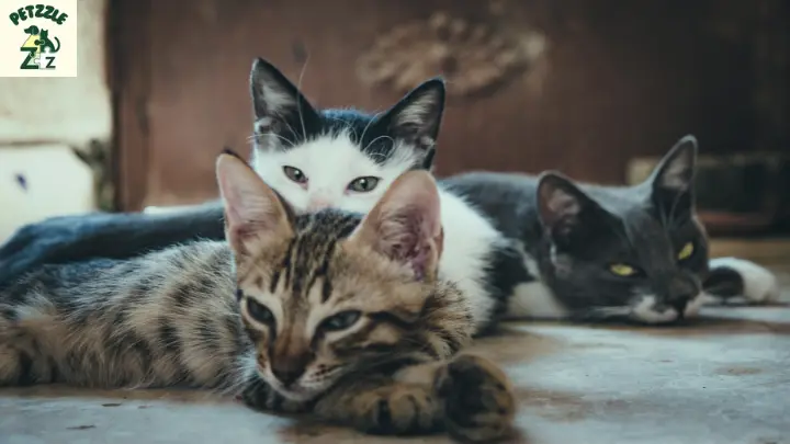 Nomes engraçados de gatos 2
