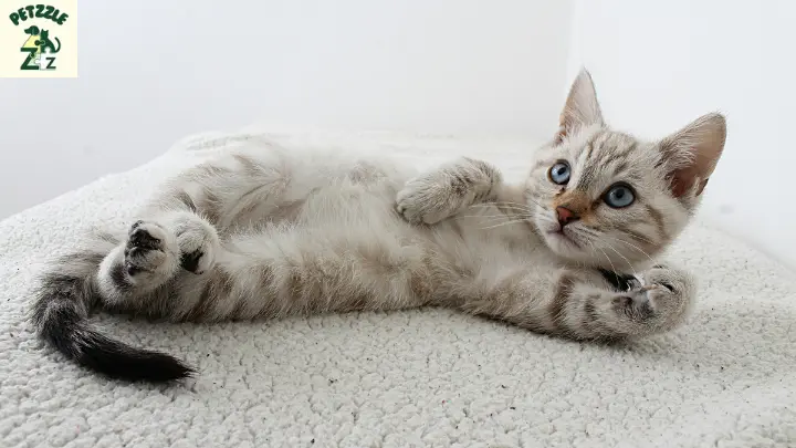 Nomes engraçados de gatos 3