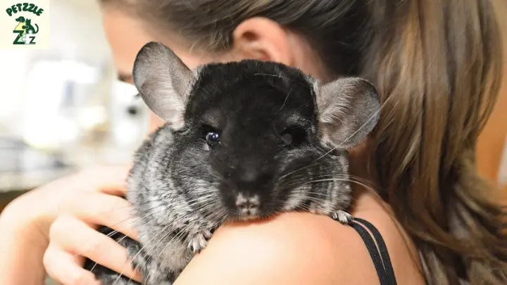 Chinchila é rato ou coelho