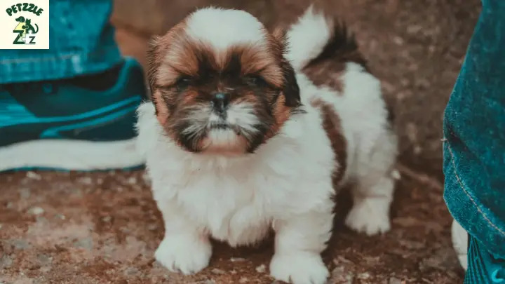 Shih Tzu - origens 2