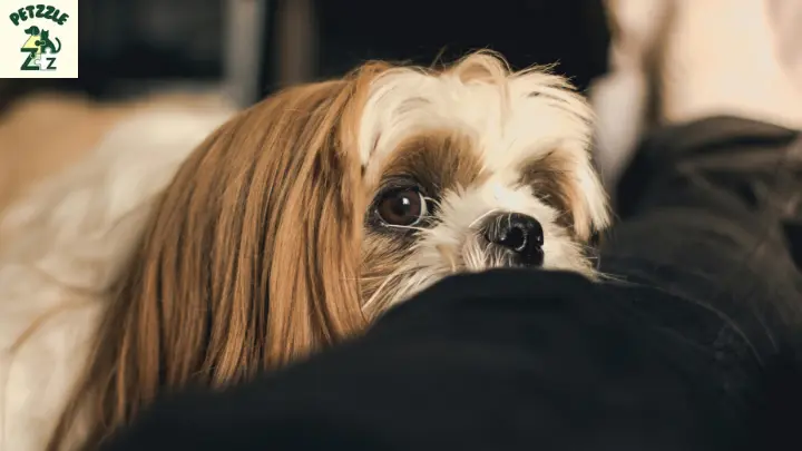 Shih Tzu - origens 3