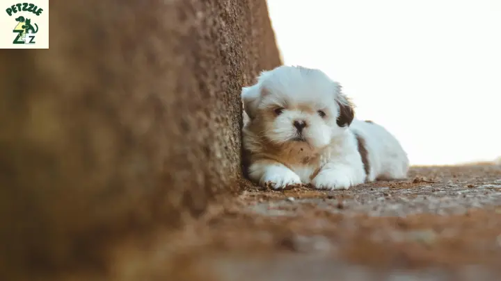 Shih Tzu - origens